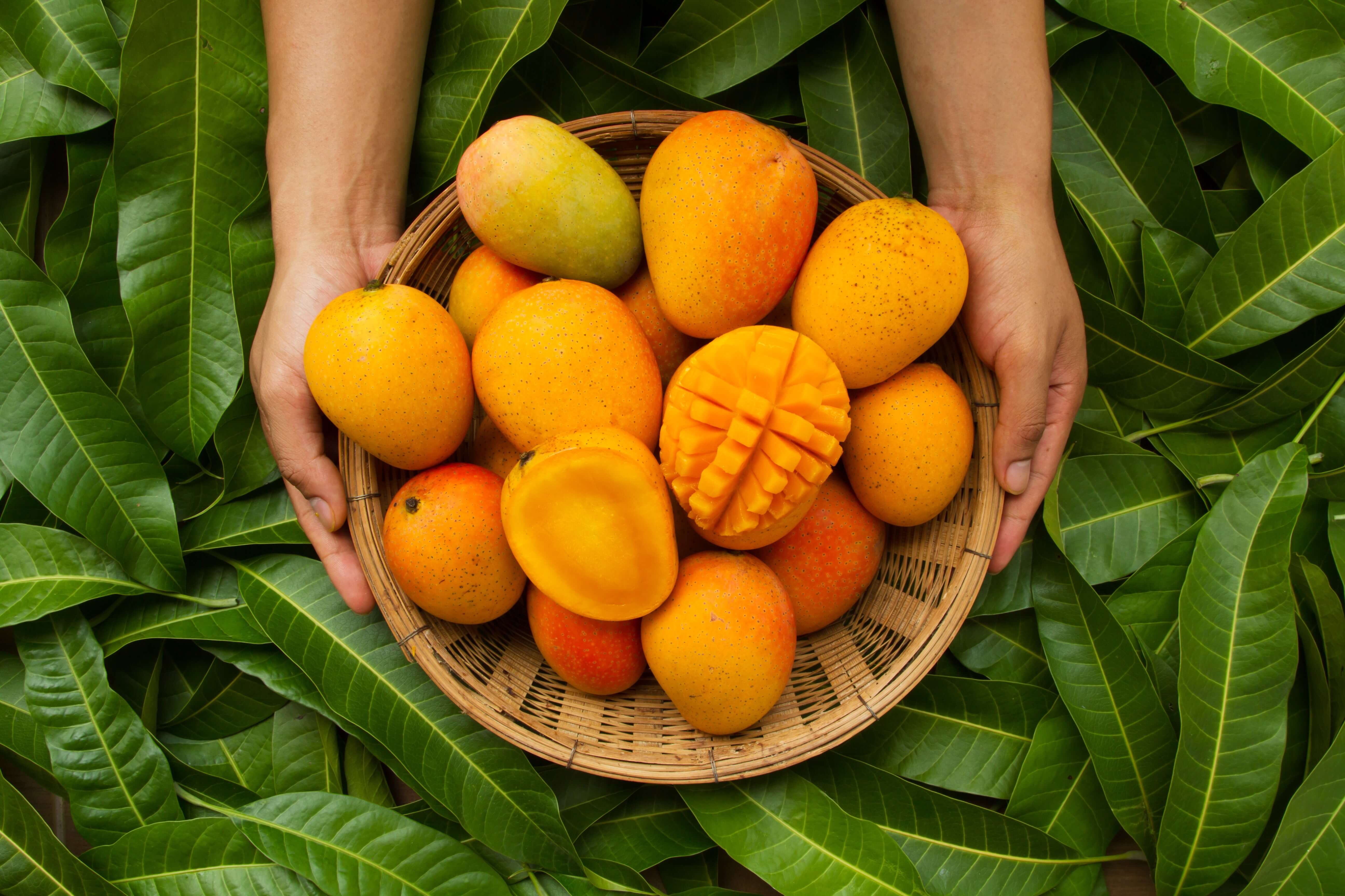 Mangos Look For Them On Your Next Tropical Beach Vacation Produceiq